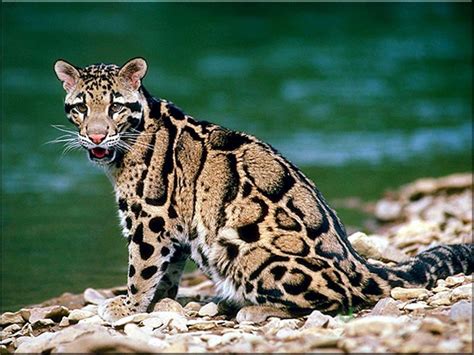 Ocelot Wallpapers - Wallpaper Cave