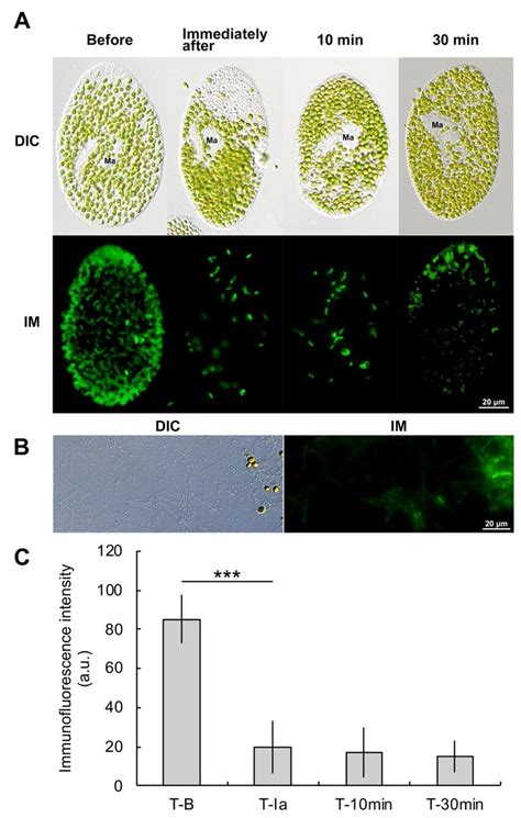 A Indirect Immunofluorescence Micrographs Of The High Speed