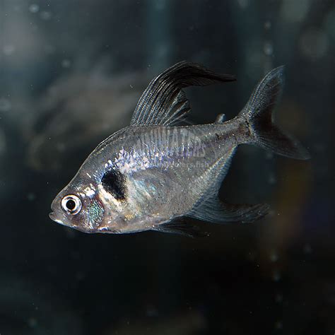 Hyphessobrycon megalopterus "Black Phantom Tetra" - Shop MiniWaters ...