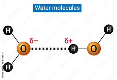 Water Molecules Joined By A Hydrogen Bond Stock Vector Adobe Stock