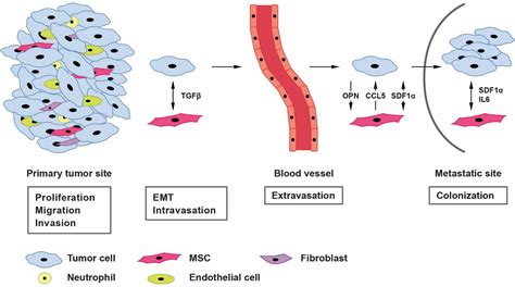 The Role Of MSCs In The Tumor Microenvironment And Tumor Progression