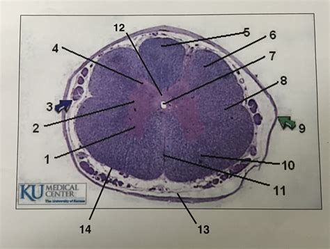 Spinal Cord Tissue Labeled