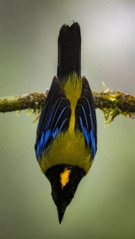 Black Chinned Mountain Tanager Owen Deutsch Photography