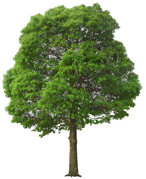 Png درخت سبز Green Tree Png دانلود رایگان