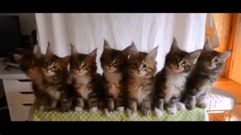 Theyre So Cute😍 Funniest Cat Compilation 2 Youtube