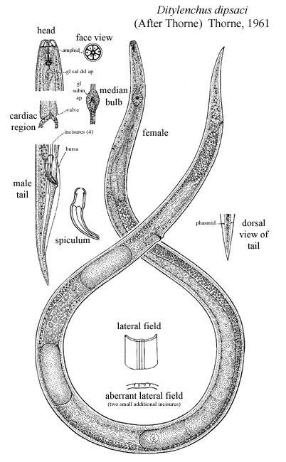 Ditylenchus Dipsaci Everything You Need To Know With Photos Videos