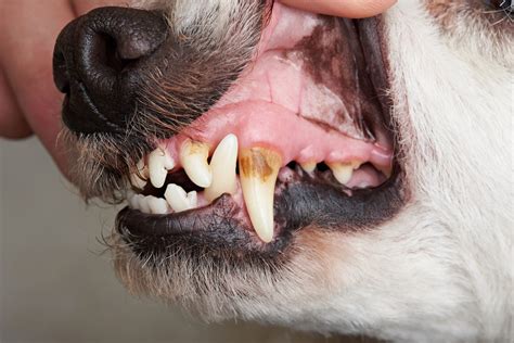 Dark Spots In Dog S Mouth - Infoupdate.org