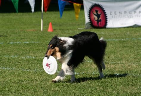 Pictures of Dogs Playing Frisbee