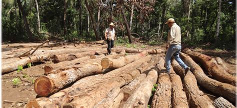 ABT Santa Cruz decomisa valiosas especies de maderas valuadas en más de