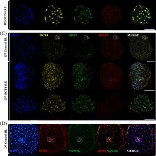 The Effects Of OCT4 Overexpression On Lineage Marker Genes In Porcine