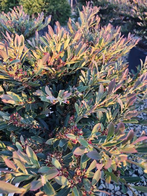 Distylium Cinnamon Girl First Editions Distylium at Victor Bartlett blog