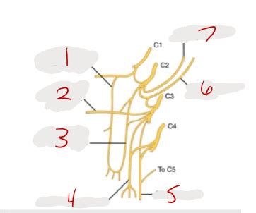 Ansa Cervicalis And Superficial Structures Of The Neck Flashcards Quizlet