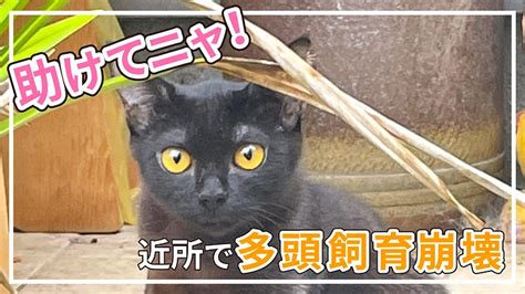 多頭飼育崩壊の猫達を救いたい（向井里美 20220930 公開） クラウドファンディング Readyfor