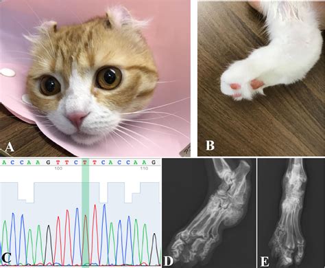 Figure 1 from Osteochondrodysplasia in Scottish Fold cross-breed cats ...