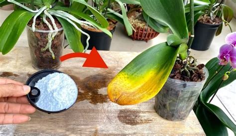 Pourquoi Mettre Du Bicarbonate Dans Les Orchid Es Quoi Cela Sert