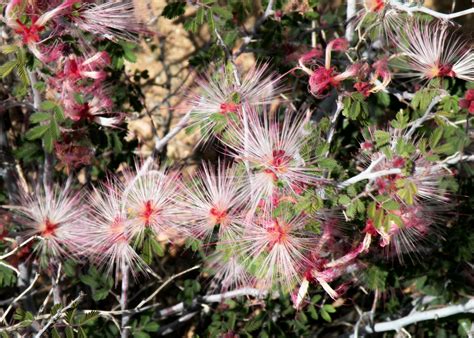 The Desert Flowers of Arizona: A Photo Gallery - WanderWisdom