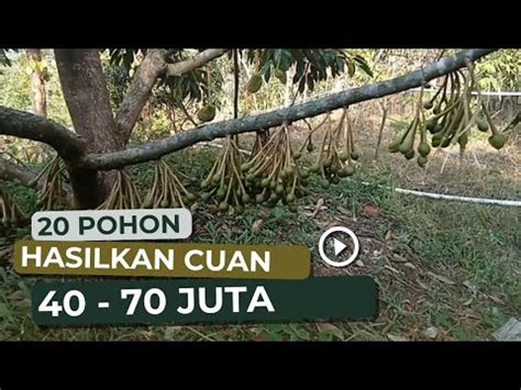 Rahasia Petani Durian Pohon Menghasilkan Sampai Juta Youtube