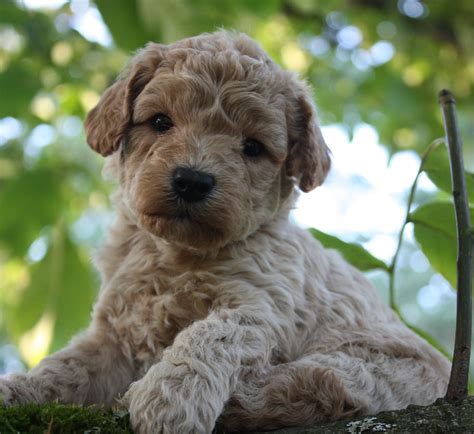 My Labradoodle Puppies