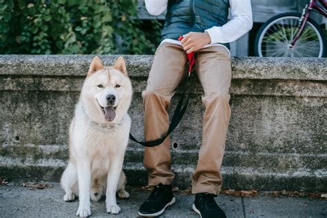 Come Proteggere Il Cane Dall Inquinamento Non Sprecare