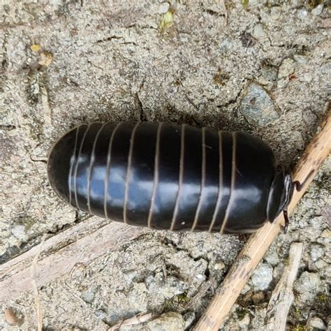 photo common pill millipede glomeris marginata observationorg