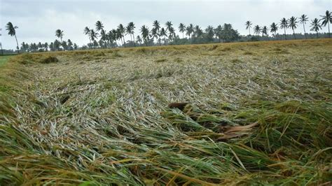 State Govt Yet To Decide On Extent Of Crop Damage Compensation Despite