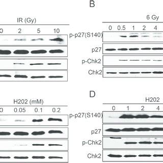 Dose And Time Dependent Phosphorylation Of P27 Kip1 At S140 By