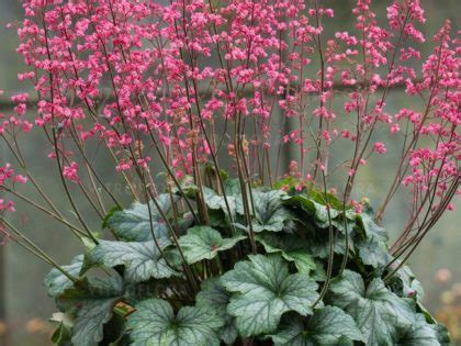 Heuchera Rex Series Ab Cultivars