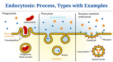 Endocytosis Definition Process Types And Examples Phd Nest