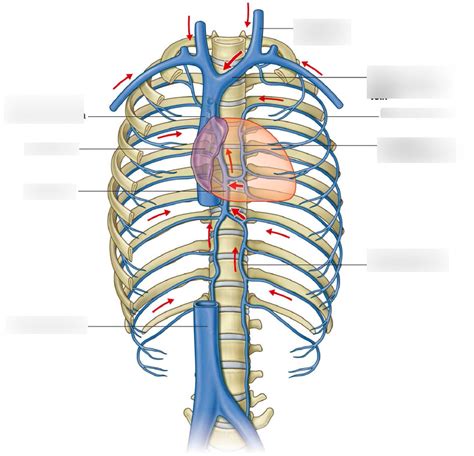 Thoracic Veins Diagram Quizlet