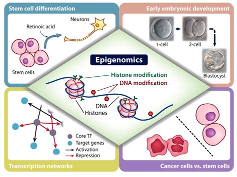 Next Big Future Editing The Epigenome In Mammals