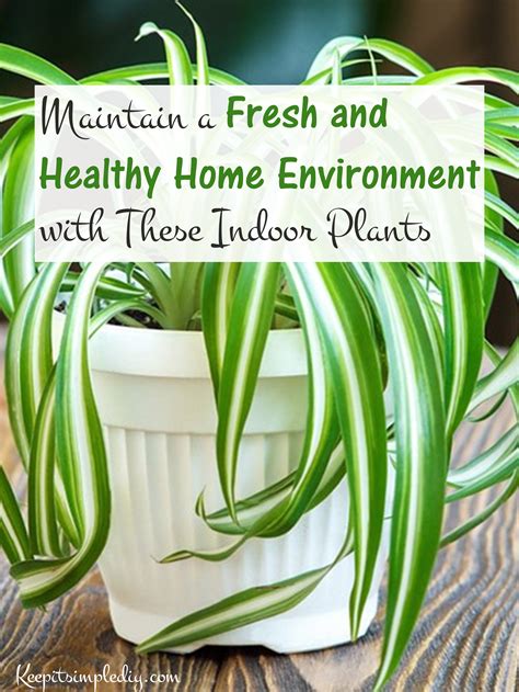 Maintain a Fresh and Healthy Home Environment with These Indoor Plants ...