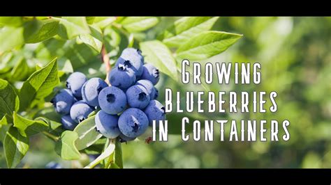 How To Grow Blueberries In Containers Youtube