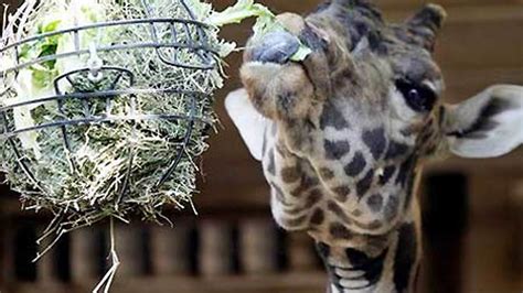 Zoo Animal 'Enrichment' Programs | Fox News