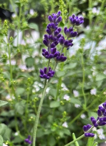 Lavandula Angustifolia Hidcote Xera Plants