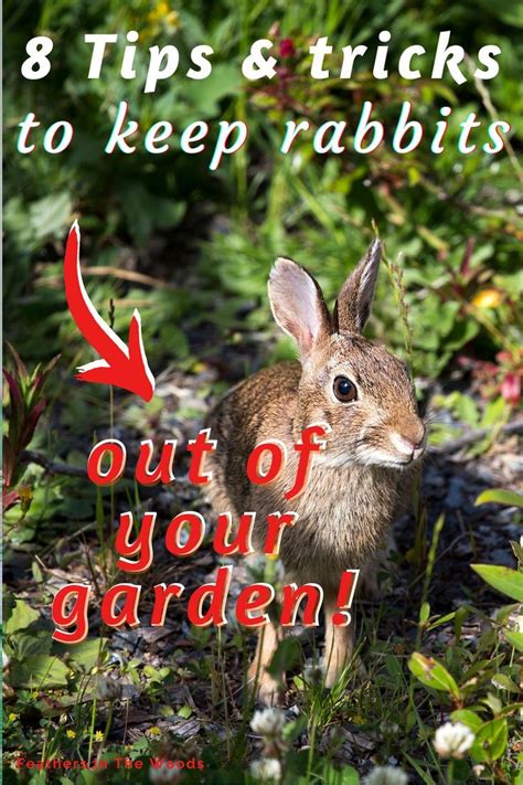 8 Tips To Keep Rabbits Out Of Your Garden Spring Garden Flowers