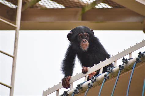 名古屋市東山動植物園 On Twitter 今朝の アフリカの森にて。 チンパンジー の ちびっこ よつば 。 タワーの上の方を