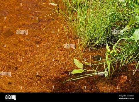 bottom pond  res stock photography  images alamy