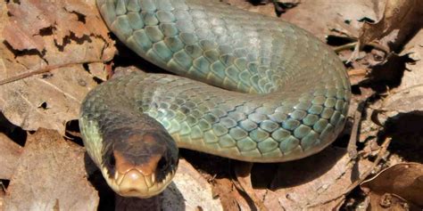 Fun Blue Racer Snake Facts For Kids Kidadl