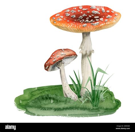 Red White Fly Agaric Mushrooms Growing In Green Grass Watercolor