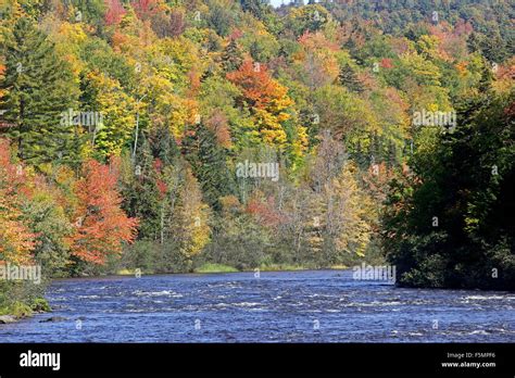 Fall Foliage Androscoggin River Coos County New Hampshire New England ...