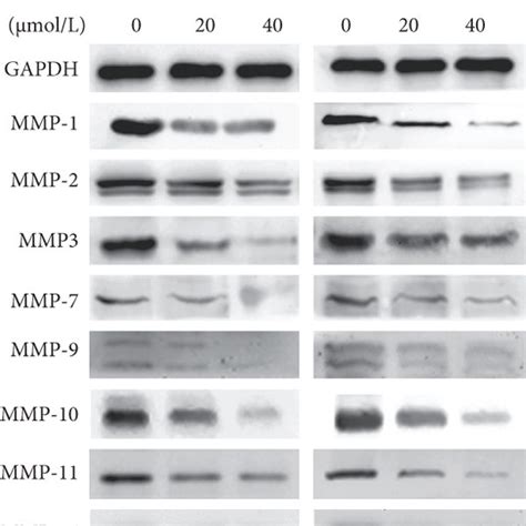 Real Time Pcr And Western Blot Analysis Of Expression Levels Of Mmp Download Scientific Diagram