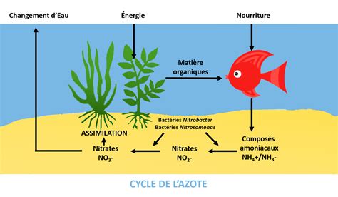 Le Cycle De L Azote Laboratoire Francodex