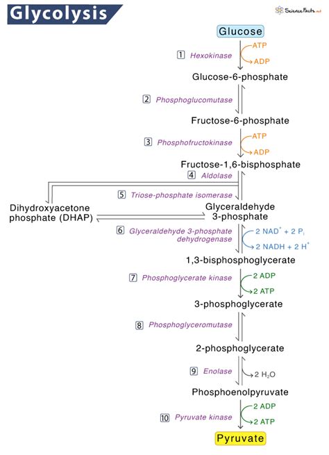 glycolysis cycle