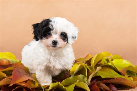 Teacup Havanese: Info, Pictures, Care Guide, Temperament & Traits – Dogster