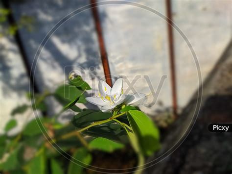 Image Of Bauhinia Acuminata Is A Species Of Flowering Shrub Native To