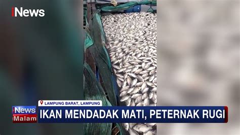 Ton Ikan Mati Di Danau Ranau Lampung Peternak Rugi Lebih Dari Rp