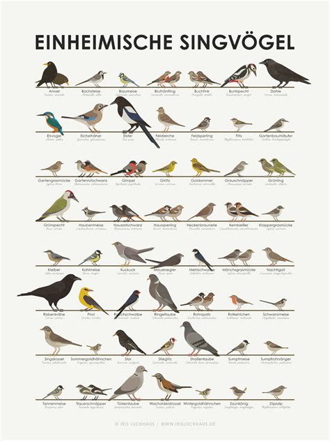 Identification Chart For European Songbirds On Behance