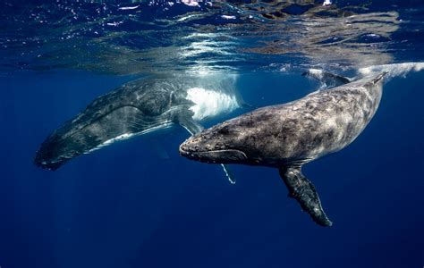 Humpback Whale Facts: Their Habitat, Diet, Size, & Much More