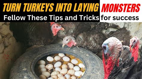 How To Make Your Turkeys Lay Eggs Every Day Without Skipping Days YouTube