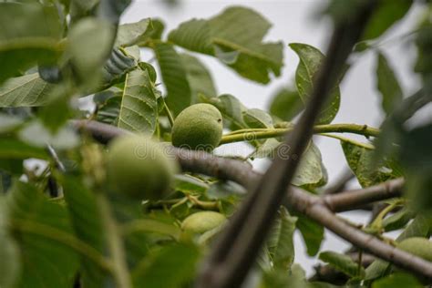 Een Tak Van Zwarte Bes Met Grote Bladeren In De Tuin Close Up Stock Afbeelding Image Of